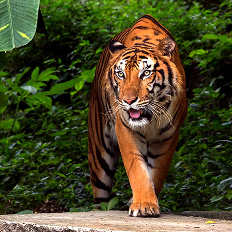Panthera Tigris Corbetti Indochinese Tiger Panthera Tigris Corbetti Panthera Tigris Corbetti Indochinese Tiger Panthera Tigris Corbetti